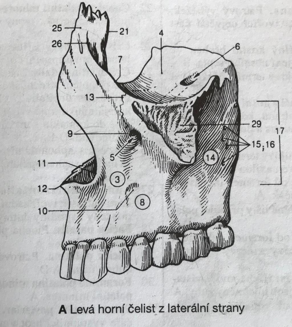 Příloha č. 1 Příloha č. 1 - levá horní čelist z laterální strany Popis: 3 Corpus maxillae, tělo horní čelisti, centrální část obsahující dutinu horní čelisti.