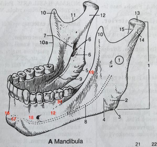 Příloha č. 3 Příloha č. 3 - Mandibula Popis: 1 Ramus mandibulae rameno dolní čelisti. 2 Angulus mandibulae úhel dolní čelisti, mezi corpus a ramus mandibulae.