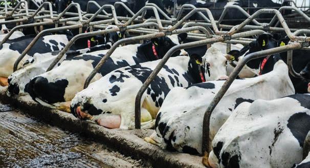 O FARMĚ Farma Van der Markových dosáhla nejvyšší produkce mléka v Nizozemsku Každodenní vylepšování Hypermoderní stáj s maximálním komfortem pro zvířata, krmná dávka promyšlená do detailů, spousta