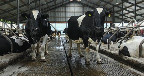 Stáj má prostorné uspořádání; všechny chodby jsou nejméně 5 metrů široké me mezi 1,7 a 1,8 milionů kg mléka s dvěma roboty, což už je opravdu maximum. Někdy je robot v nečinnosti pouhá 4 % času.