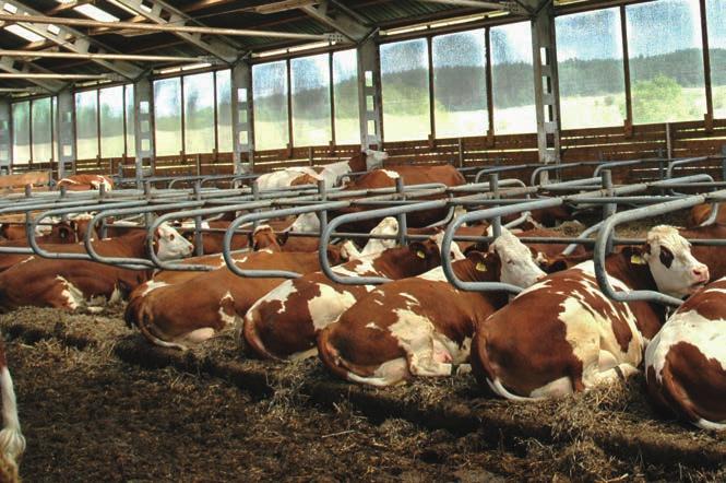 ŠLECHTĚNÍ Nabídkou inseminačních dávek naše práce nekončí Genomika nebo prověření na dcerách? Výsledky chovu skotu ovlivňuje celá řada ukazatelů a genetický základ zvířat je jedním z nich.