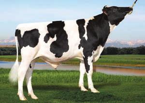 +820 kgm / +0,10 %T / +44 kgt / 0,00 %B / +25 kgb porody 5,4; pldc +2,1; SB 2,71; dlh 7,0 PTAT +2,23; KON +2,11; VEM +2,14 index efektivity 12 index zdraví 7 13 6 index efektivity index zdraví GZW