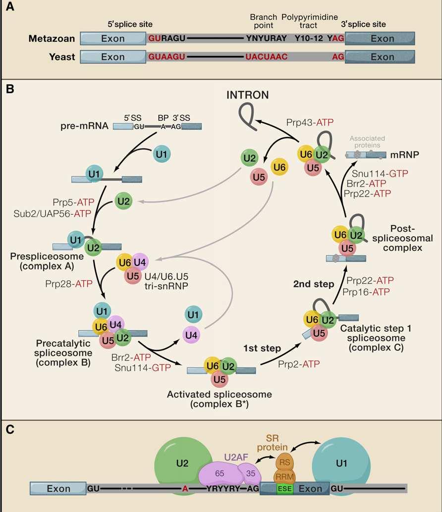 Fig. 1 Pre-mRNA splicing (Wahl et al., 2009) (A) Consensus splice sites recognized by spliceosome.