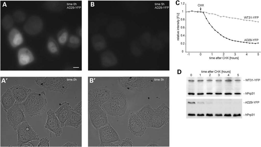 2020 Human Molecular Genetics, 2009, Vol. 18, No. 11 Figure 5. The AD29 protein is rapidly degraded inside cells.