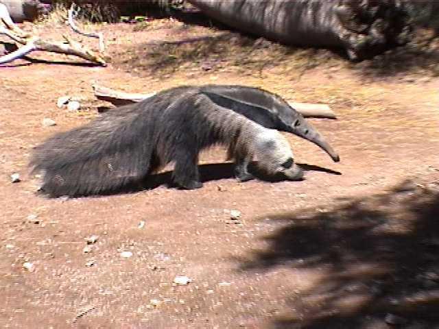 XII. Placentalia: Xenarthra VERMILINGUA Myrmecophagidae
