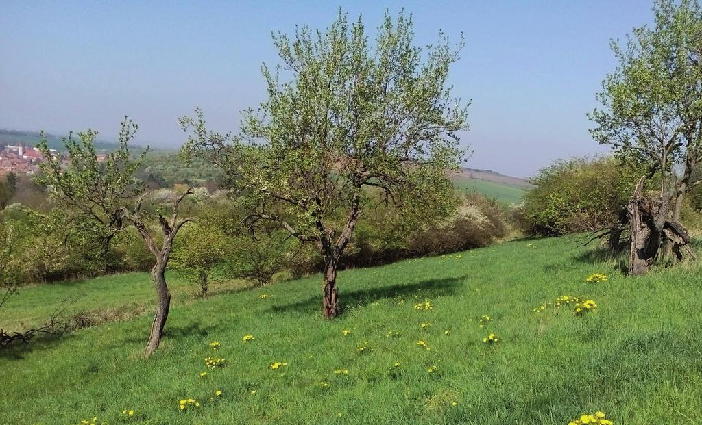 Přehled udržovaných lokalit CHKO Bílé Karpaty, EVL Čertoryje 1. NPR Čertoryje 5. Vlčí 2. Ladoňky u Tasova 6. Výzkum 3. Pod Výzkumem 7. PP Žerotín 4. Skleněný vrch CHKO Bílé Karpaty, mimo EVL 17.