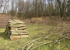 Bohužel kromě žádoucích druhů se na tyto pozemky začal šířit i invazní druh zlatobýl obrovský, který je hojně rozšířen v okolní krajině.