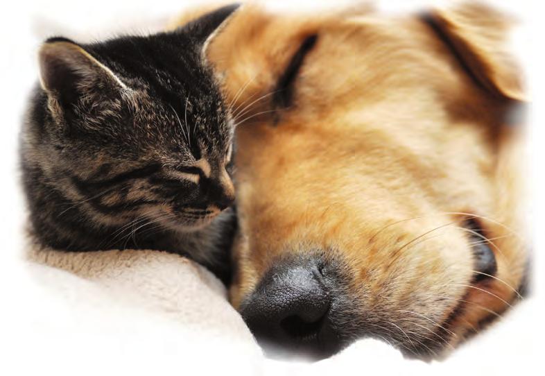 pro vaše mazlíčky navíc šampon 179 149 449 Preventan Akut 30 tablet PET HEALTH CARE Fyto obojek