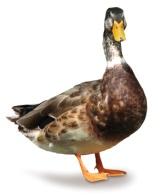 Perlička