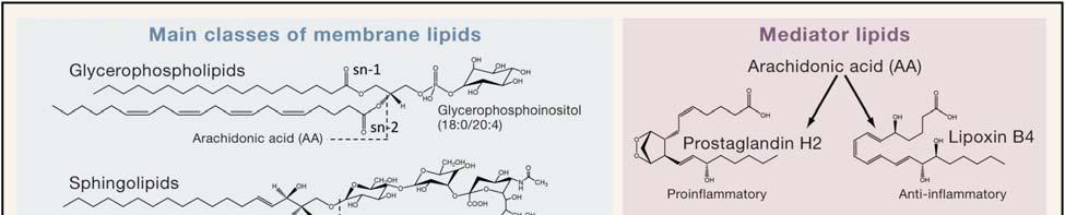 Strukturní a funkční rozmanitost lipidů Wenk M.R.
