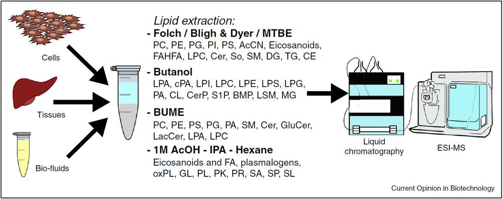Příprava vzorku v lipidomice - postupy přípravy vzorků