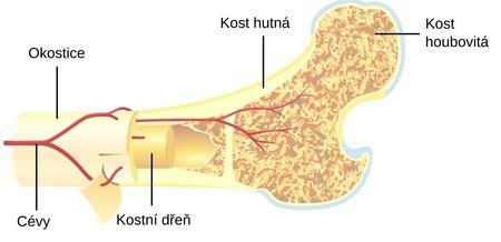 Kost je složitým organicko-minerálním materiálem Anorganická čast - 55-70% - vapenaté soli (fosforečnany,