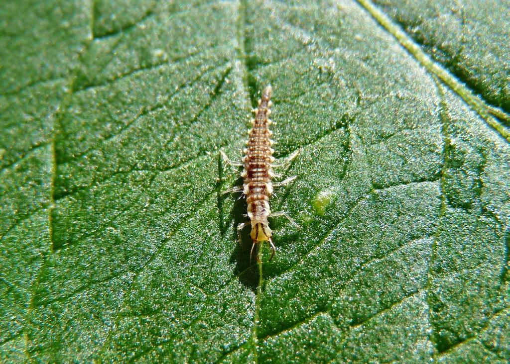 Obr. 19 Larva