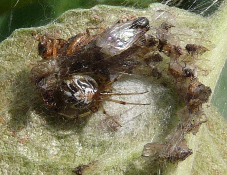 Zmíněný fakt, že jsou pavouci nejpočetnějšími predátory v sadech, potvrzuje také náš monitoring probíhající v hrušňové výsadbě, kde byla sledována abundance různých druhů predátorů v průběhu vegetace.