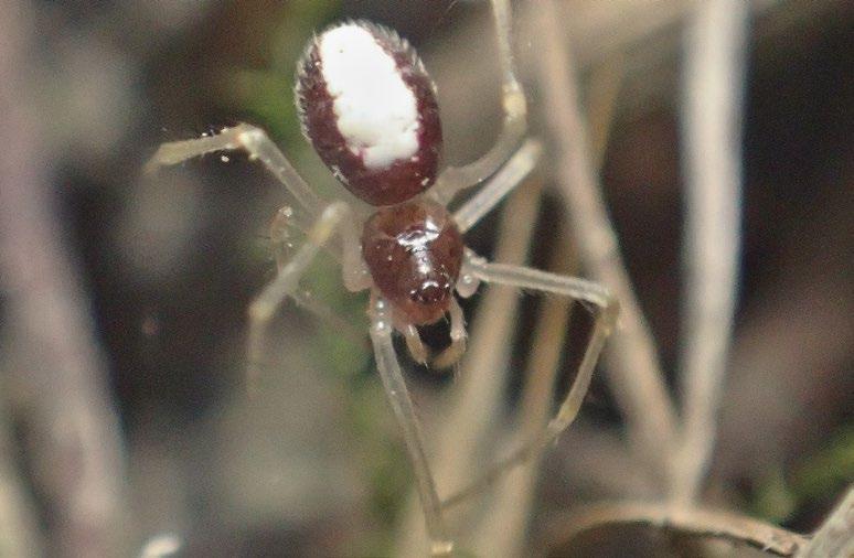 Navíc přispěchá pavouk a zadníma nohama začne kořist obalovat hlenovitým, rychle schnoucím lepem z modifikovaného páru agregátních žláz.