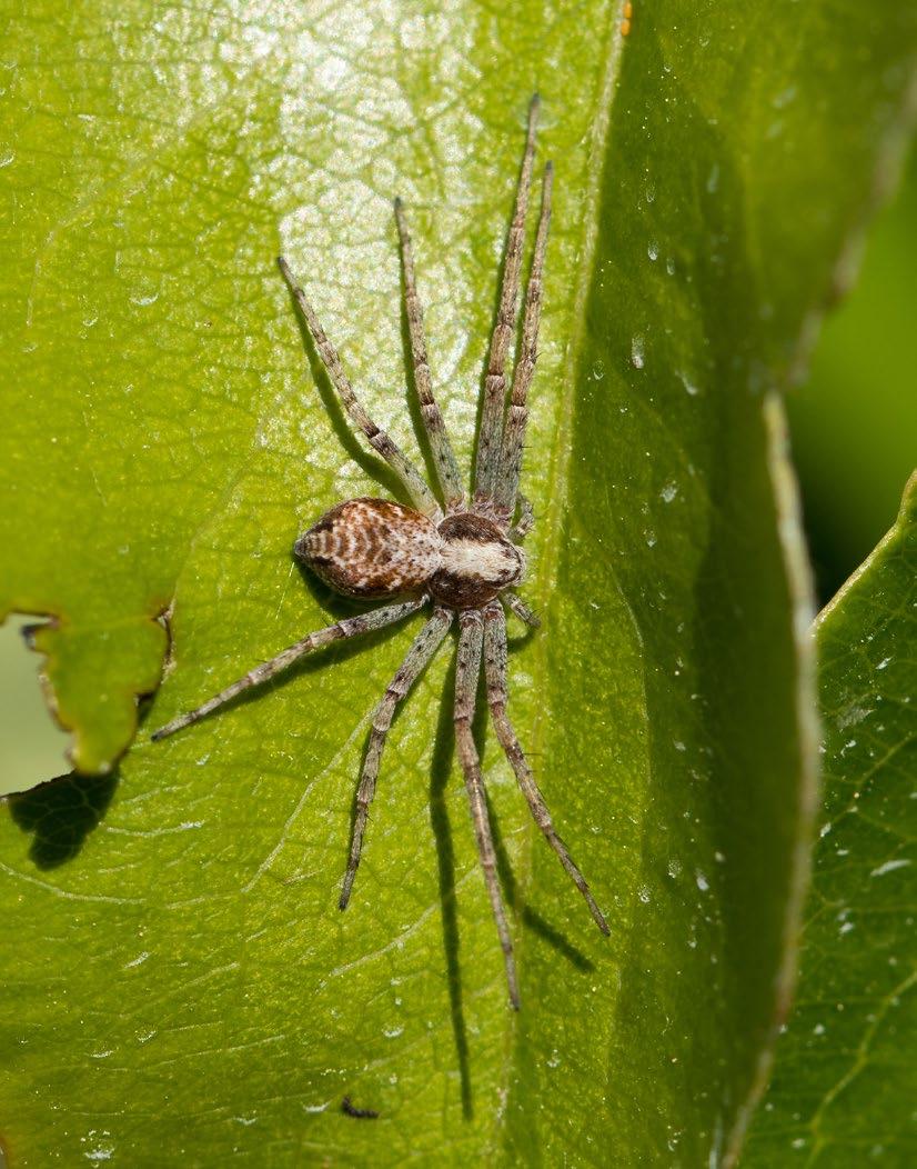 Listovníkovití (Philodromidae) Středně velcí pavouci, samci bývají o něco málo menší, především mají kratší a štíhlejší zadeček než samice.