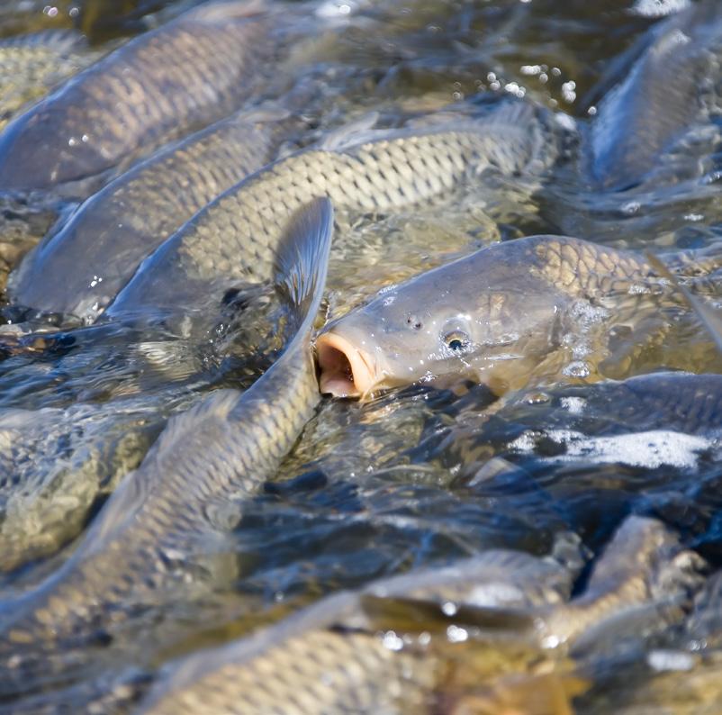 proteinu ze suchozemských zvířat Nízká produkce emisí dusíku a fosforu Vysoká stravitelnost