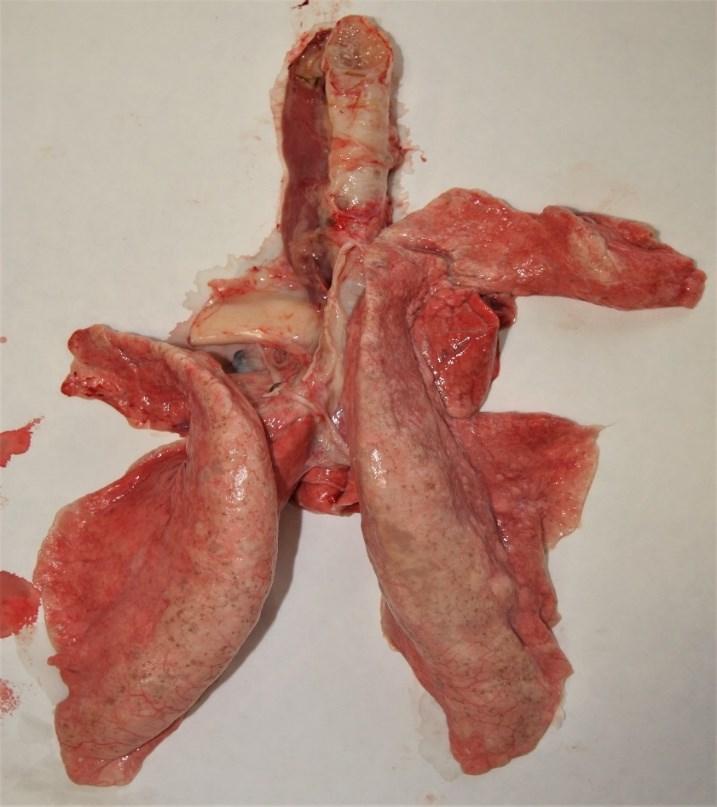 2.1.4 Hlístice lokalizované v respiračním traktu Tyto hlístice - plicnivky - patří spolu s hlísticemi gastrointestinálního traktu celosvětově mezi nejčastější parazity ovcí a koz.