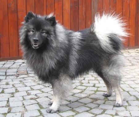 Německý špic vlčí - psi CASSIUS Katmir Bohemia *26.03.2017 52 cm DKK C DLK 0/0 plnochrupý Hana Bejvlová vlkošedá Vl pes CMKU/NS/14966/17 Martin Göttlicher, Ostravská 951, 738 01 Frýdek-Místek gege.m.fm@seznam.