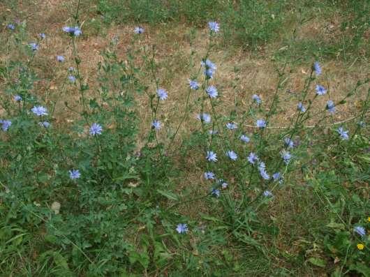 Nově vysévané druhy v travních porostech Čekanka obecná (Cichorium inthibus) Odrůdy: Grassland Puna, Puna II Jitrocel kopinatý (Plantago lanceolata) Odr.