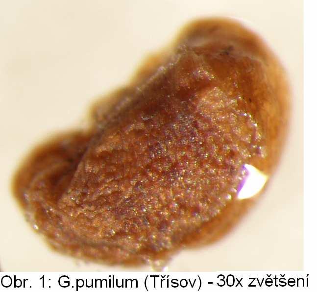 G. valdepilosum se vyskytuje na vysychavých, mělkých, silně skeletovitých, slabě kyselých až slabě zásaditých, minerálně bohatších, živinami však chudších půdách na bazických (zřídka však na