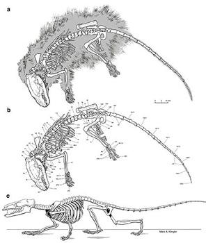 skupina Eupantotheria (= Dryolestoidea + Peramura), nověji Aegialodontidae Oddělení vačnatců od placentálů již na konci jury až začátku křídy (před 170-190 Myr),