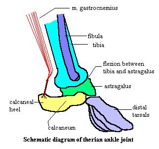 coracoid (jen vejcorodí), procoracoid, scapula, clavicula (chybí šelmám, kopytníkům, zajícům); coxa - illium, ischium, pubis (symphysis), epipubes i Eutheria (Zalambdalestes, Ukhaatherium