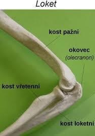 Loketní kost ulna, má na proximálním konci dobře hmatný