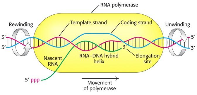 Transkripce RNA-plymerasa - transkriptasa Pdjedntky různých funkcí Rzpznání