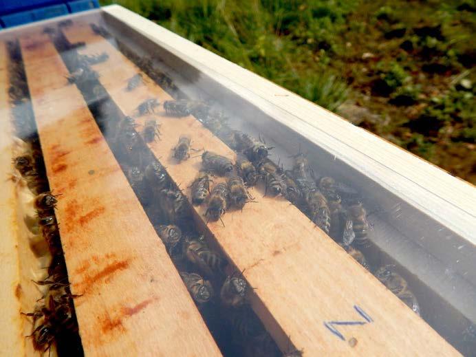 Podzim byl hlavně ve znamení pravidelného přikrmování, aby si mladé