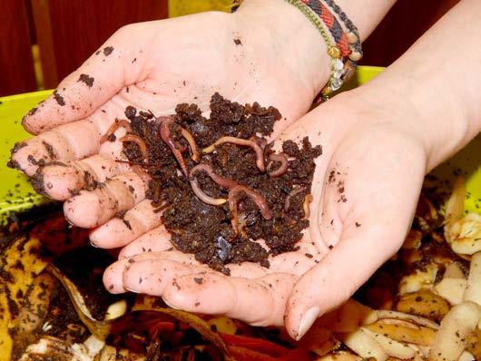 NAŠE ZVÍŘÁTKA Žížaly Ve STŘEVLIKU nadále úspěšně funguje několik výukových vermikompostérů, které se staly součástí našeho projektu Předcházení vzniku odpadů v Libereckém