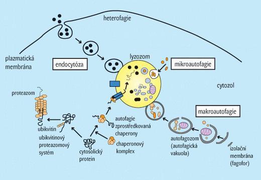Makroautofagie Mikroautofagie přímá invaginace lysozomální membrány malých částí cytosolu bez předchozí sekvestrace Chaperony zprostředkovaná autofagie (CMA) selektivní degradace proteinů rozpadající