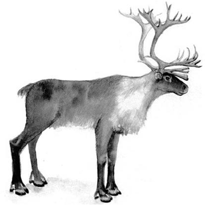 lov karibu různá místa různá míra archeologické rozpoznání?