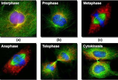 světlo budící fluorescenci nevadilo při pozorování, musí být odstraněno bariérovým filtrem. Ten pohltí modré světlo vycházející z preparátu do objektivu a do okuláru propustí jen světlo žluté.