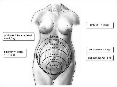 Fyziologické změny v graviditě Hmotnost + 10 12 kg