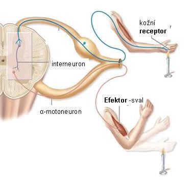 chemoreceptory) b) centra centrální reflexy - mozkové - míšní extracentrální reflexy - axonové - gangliové c) efektoru somatické reflexy autonomní reflexy (Carlson's Foundations of Physiological