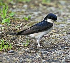 hrdlička zahradní (Streptopelia decaocto) 10.