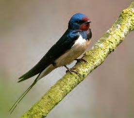 čáp bílý (Ciconia ciconia) 4.