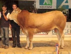 výstavě v roce 2008. Ultan s DMsev 108 a DSsev 110 je synem osvědčeného Jirense z chovu Sazy Patricka. Obr.