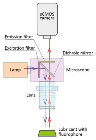Excitace foton, který je excitován žhavící lampou nebo laserem, je absorbovaný fluorescenčním barvivem, nastává fáze rozrušeného pohybu molekuly.
