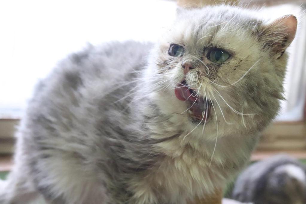 Dle dalšího šetření budou nejspíše také nabídnuty k adopci. Velké díky samozřejmě patří také veterinářům, kteří s námi spolupracují.