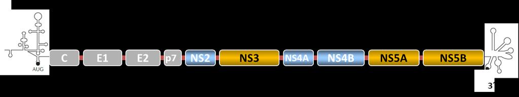retikulu, nestrukturální proteiny jsou dále zpracovány NS2-3 proteázou a NS3-4A serinovou proteázou.