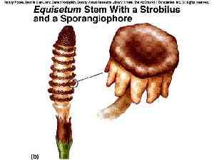 4. třída Equisetopsida stromy i byliny oddenek článkovaný kořeny adventivní, v přeslenech na nodech oddenku stonky přeslenitě větvené, podélně rýhované