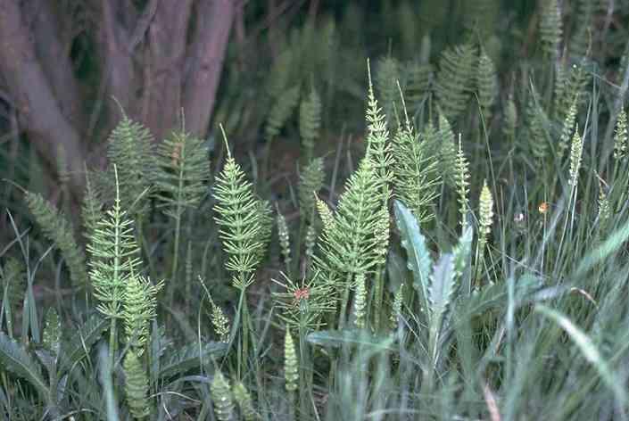 Equisetum arvense - přeslička