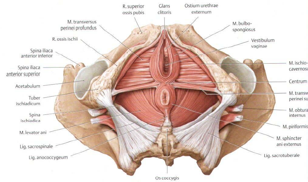 Obrázek 2: Diaphragma urogenitale Obr. 2.1 Diaphragma urogenitale.
