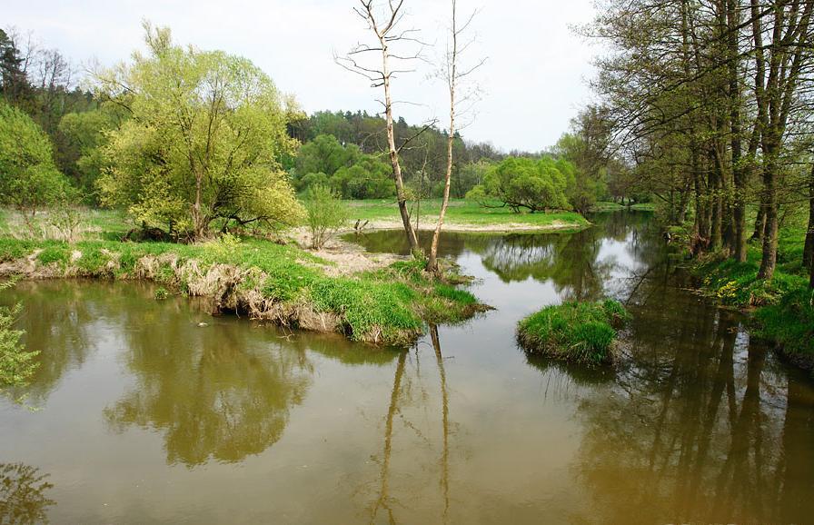 Rdest dlouholistý KO druh rostliny z čeledi Potamogetonacae oligotrofní druh citlivý na znečištění vod v ČR