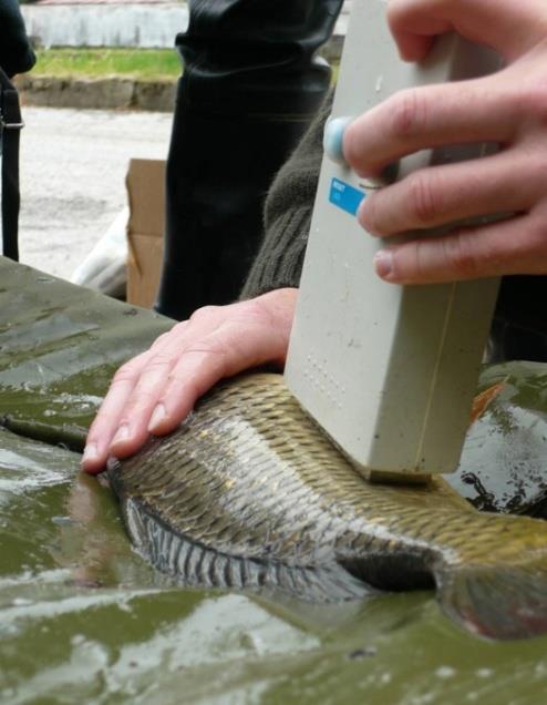 Fatmeter a jeho použití Pro co nejpřesnější měření se provádějí 4 měření na každé straně těla ryby.
