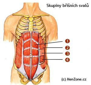 3.1.2 Břišní svaly Svaly břicha tvoří stěnu břišní dutiny a jsou rozprostřeny mezi hrudním košem a pánví. - m.