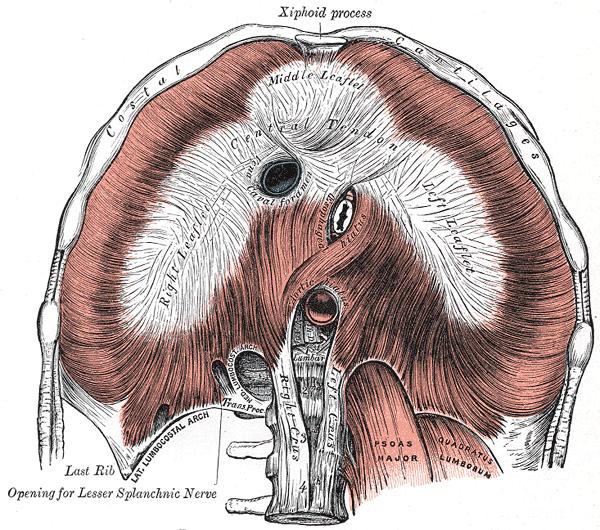 3.1.3 Diaphragma - Bránice Bránice je plochý sval, jenţ odděluje hrudní dutiny od dutiny břišní. Je utvářen jako dvojitá kopulovitá klenba, vyklenutá vysoko do hrudníku.