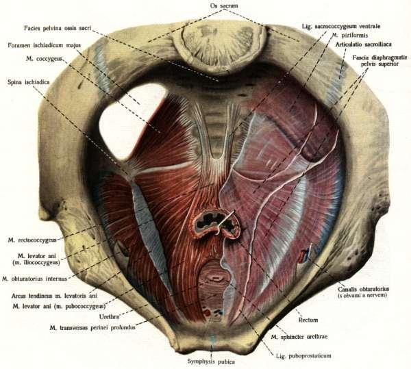 M. levator ani pravé a levé strany tvoří ventrální a boční úseky diaphragma pelvis. Skládá se z přední, pubické časti - pars pubica, nazývající se m.